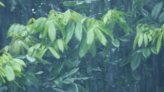 雨天滴水的树叶