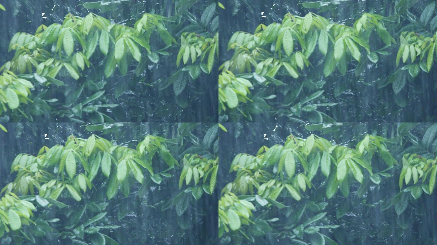 雨天滴水的树叶