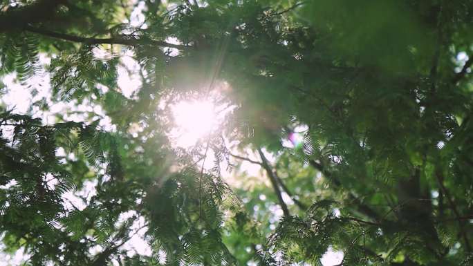 逆光光斑阳光透过浓密的树叶树荫炎炎夏日