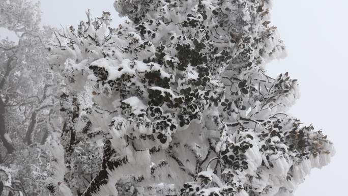 雪景 大理 鸡足山  寺庙    宾川