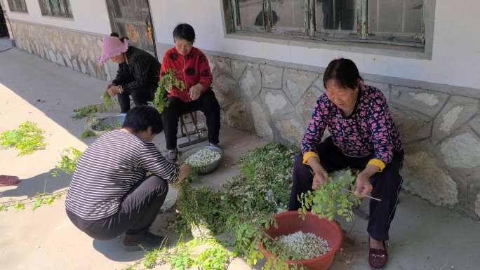 老家够洋槐花树枝农民包水饺包子