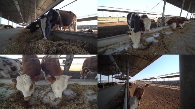 荷斯坦牛 荷斯坦奶牛 奶牛 牛犊吃奶34