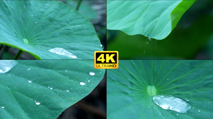 荷叶滴水荷叶水滴荷塘下雨