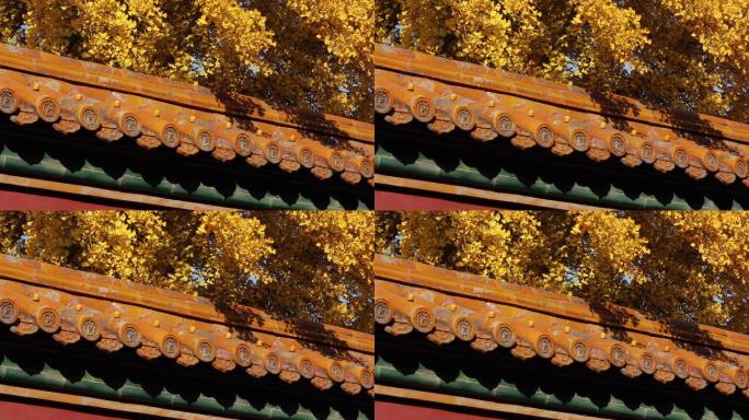 秋天的故宫博物院金黄树叶