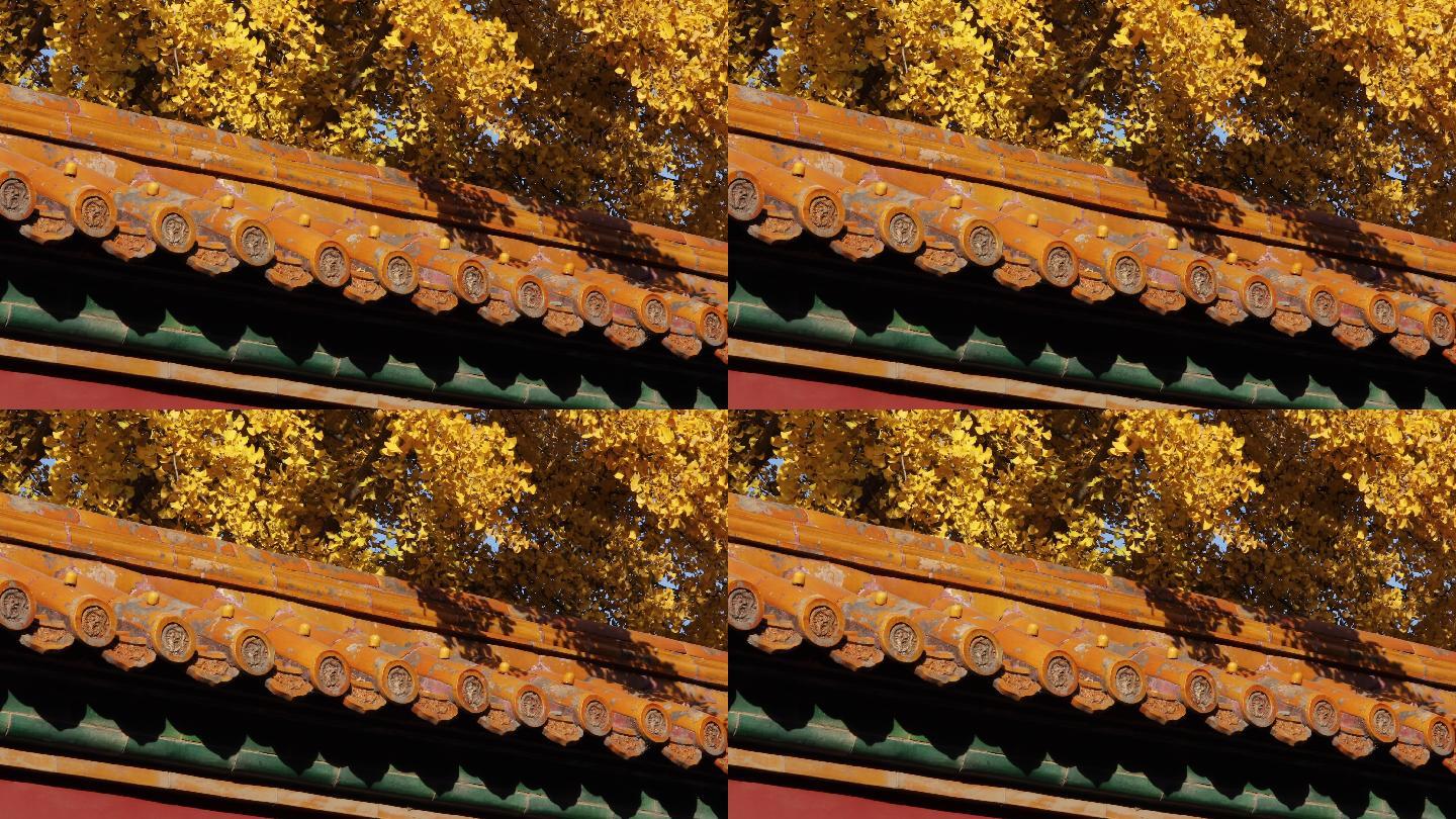 秋天的故宫博物院金黄树叶