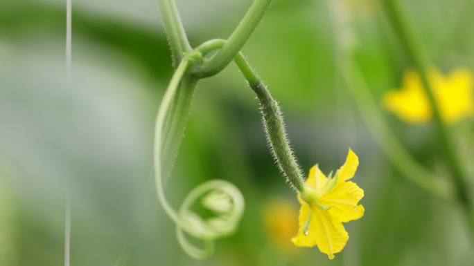 黄瓜大棚蔬菜种植种菜特写A014