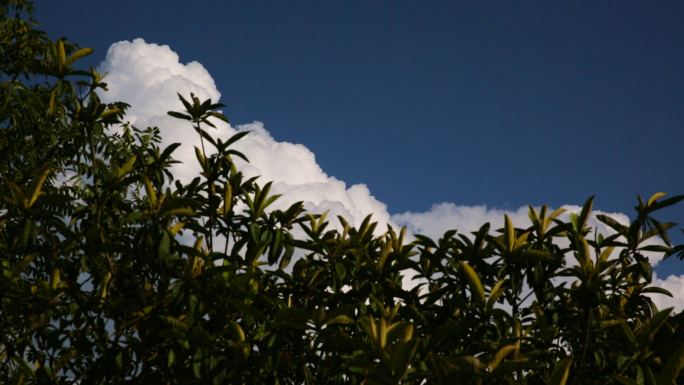 夏天的云朵|枇杷树与云朵|农村的夏天