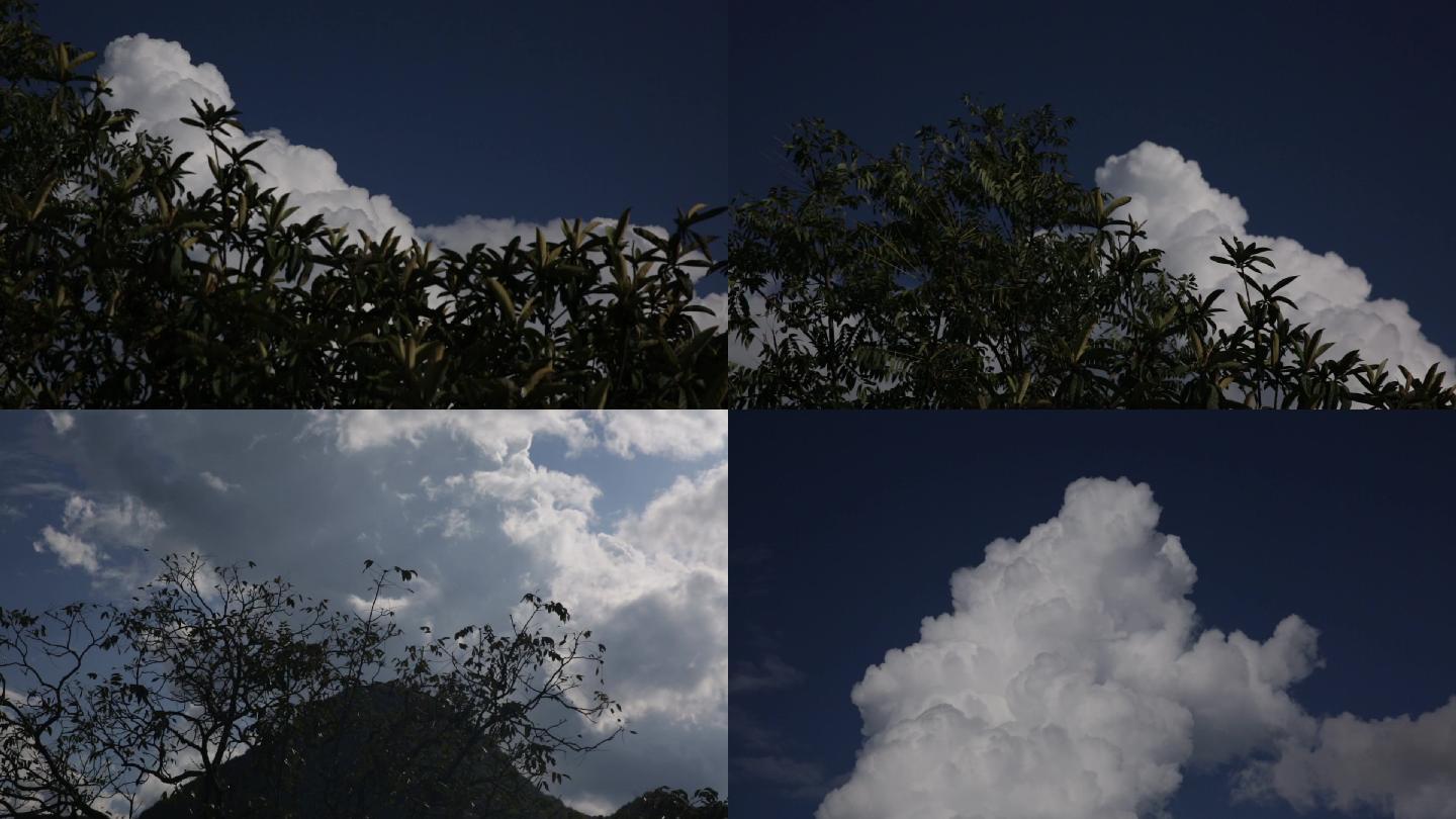 夏天的云朵|枇杷树与云朵|农村的夏天