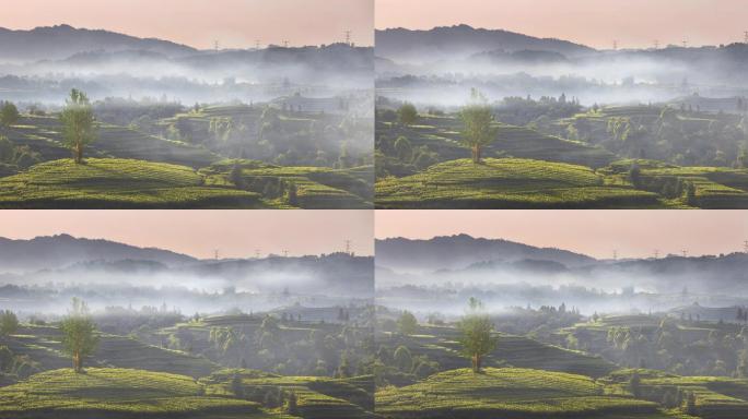 茶山 茶园 雾气飘渺的茶山 绿茶 茶