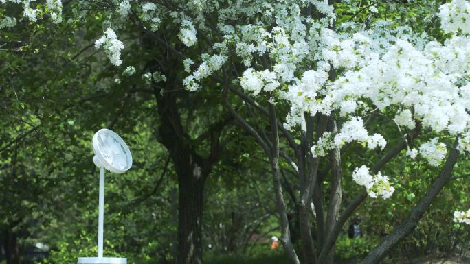 芦苇 河边 高清 风扇 夏天