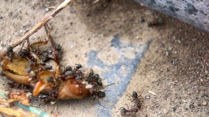 自然界微距蚂蚁捕食延时