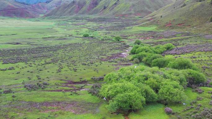 高山草甸牧场