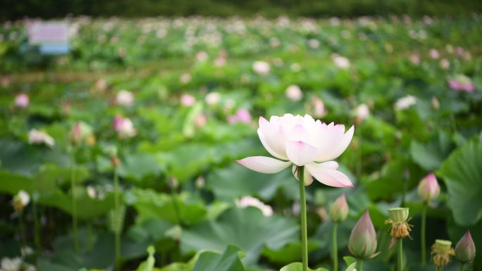 夏至夏日荷花实录视频