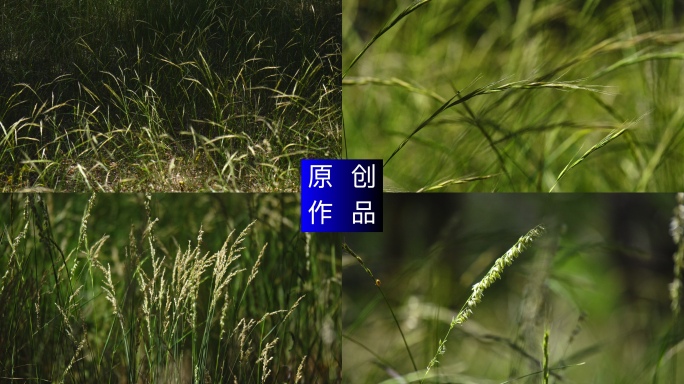 4K 夏天风吹狗尾巴草