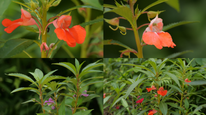 凤仙花 花卉