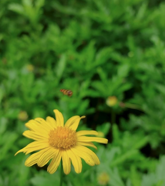蜜蜂采蜜小黄花竖屏