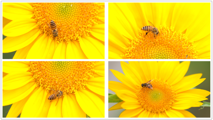 蜜蜂采蜜特写向日葵花朵