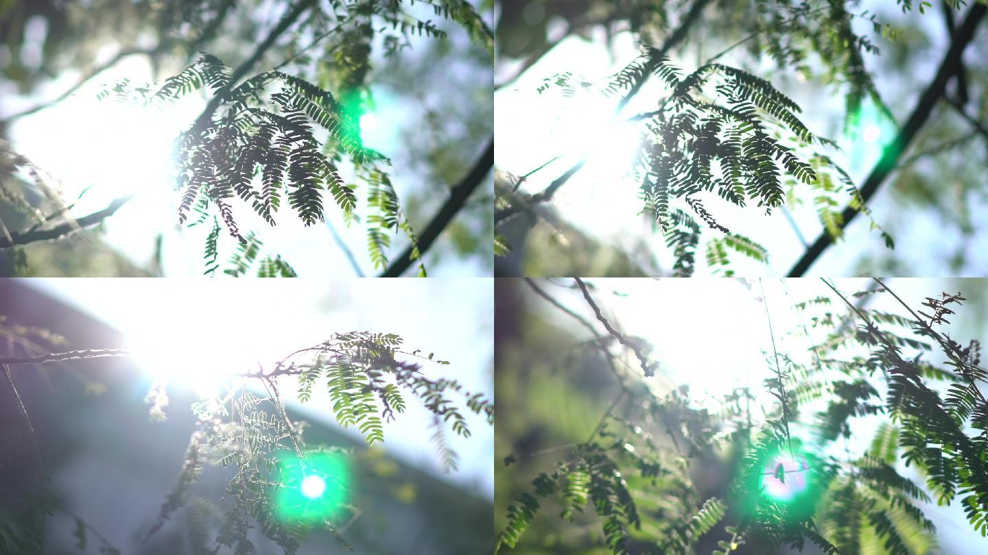 逆光唯美小清新树叶镜头(HD,60P)