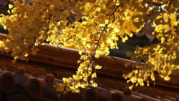 秋天的故宫博物院故宫的秋天金黄色的银杏叶