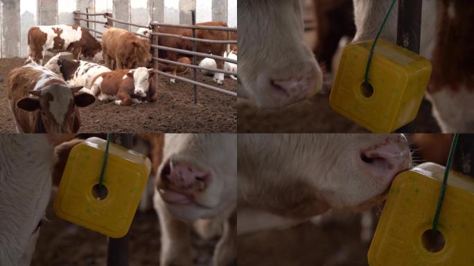 荷斯坦牛 荷斯坦奶牛 奶牛 牛犊吃奶27