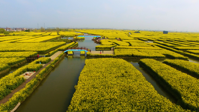 兴化千垛油菜花海