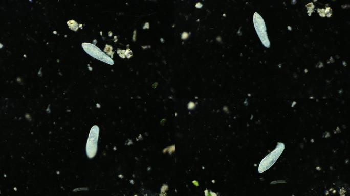 显微镜下的真实微生物 草履虫
