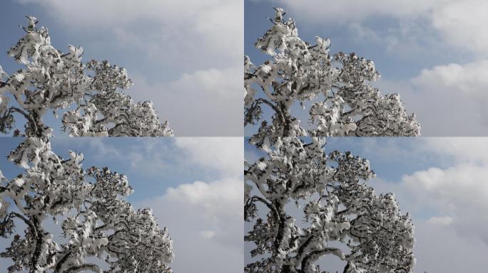 鸡足山雪景003