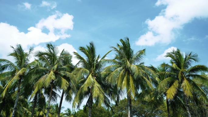 蓝天白云阳光下椰子树