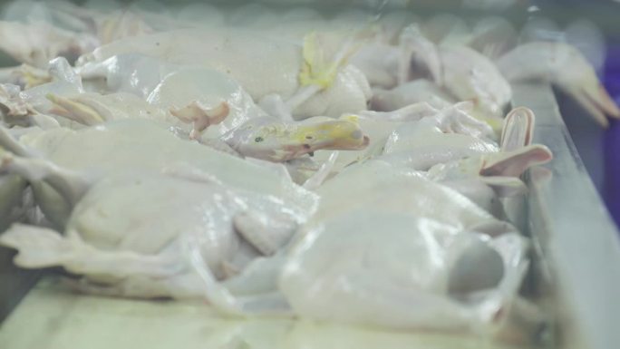 烤鸭原料 鸭子脱毛 生产线 北京填鸭