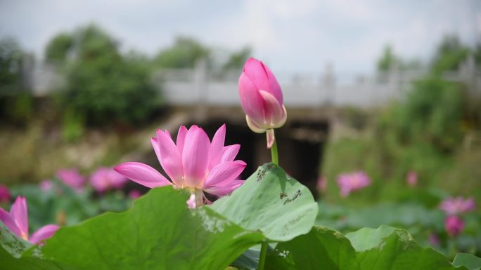 荷花 夏日 蓝天白云 风 莲蓬