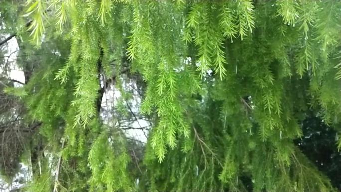 柳树雨滴绿树嫩枝雨淋绿树树叶水珠雨水淋下