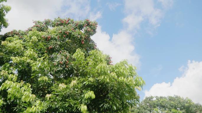 蓝天下的大树果树延时摄影4k