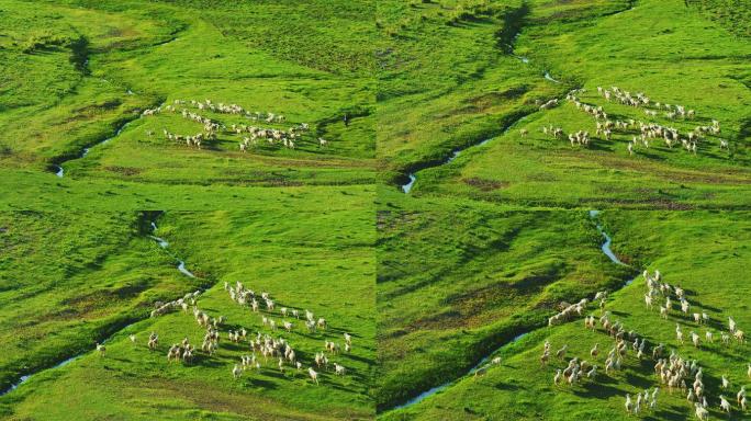 直升机航拍内蒙古乌兰察布草原奶羊群12