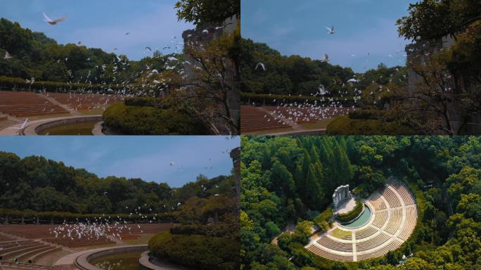 南京音乐台群鸽飞翔画面