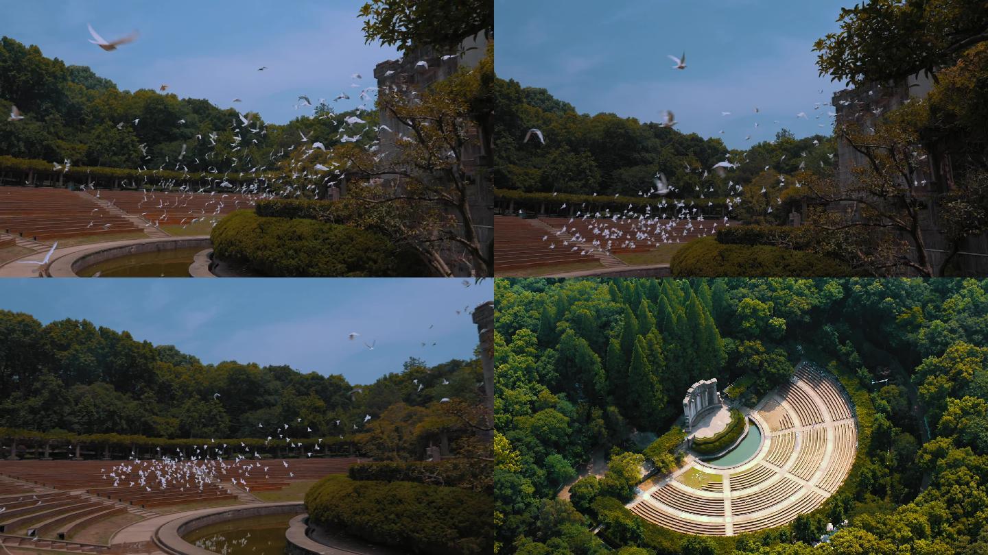 南京音乐台群鸽飞翔画面