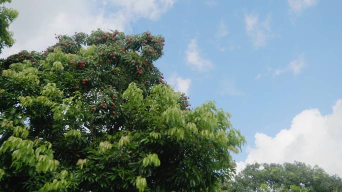 蓝天下的大树果树延时摄影4k