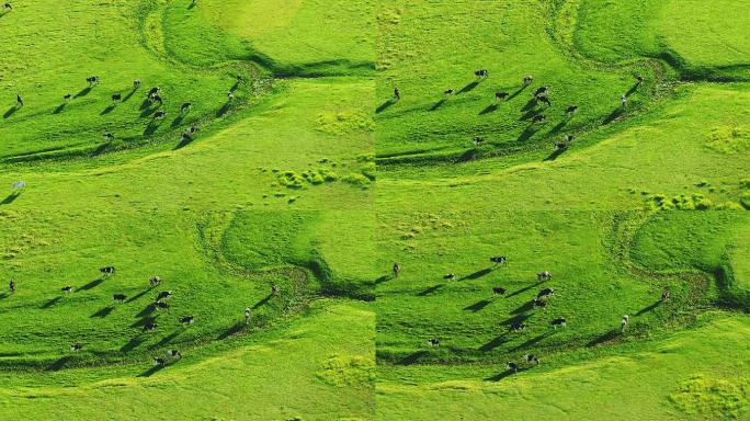 直升机航拍内蒙古乌兰察布草原奶牛群2