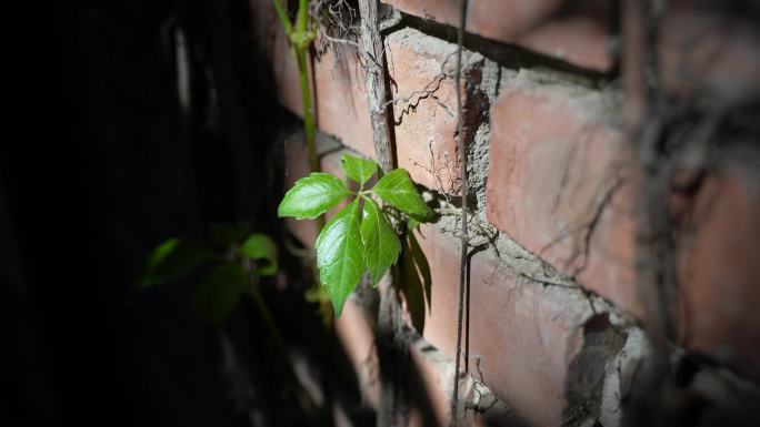 墙壁上的光影绿色植物生命力