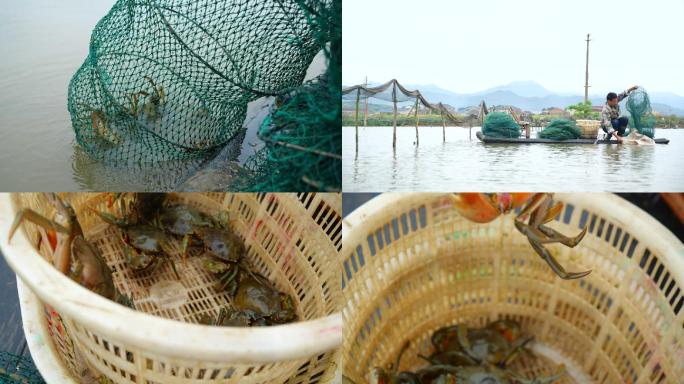 青蟹螃蟹养殖捕捞特写展示A007