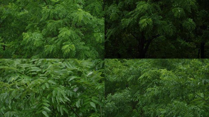 4K超长时间下雨天拍摄,雨打树叶