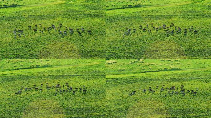 直升机航拍内蒙古乌兰察布草原奶牛群7