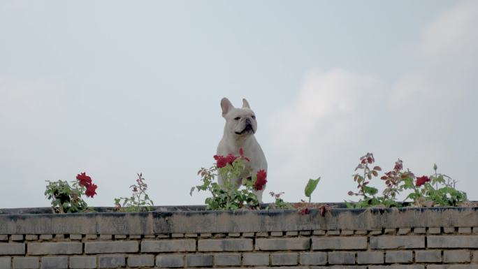 在屋顶的法兰西斗牛犬