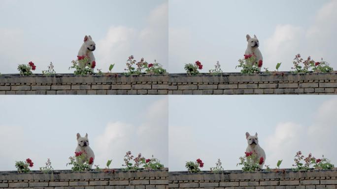 在屋顶的法兰西斗牛犬