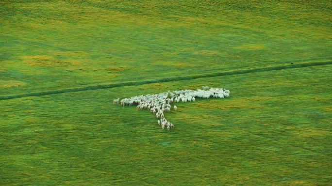 直升机航拍内蒙古乌兰察布草原奶牛群13