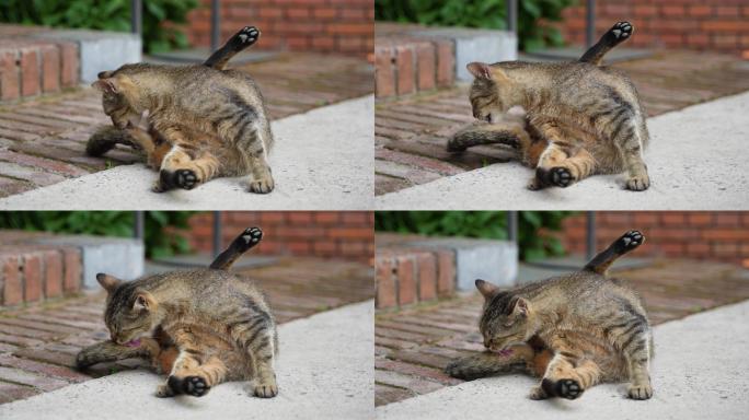 猫舔尾巴舔毛伸爪子