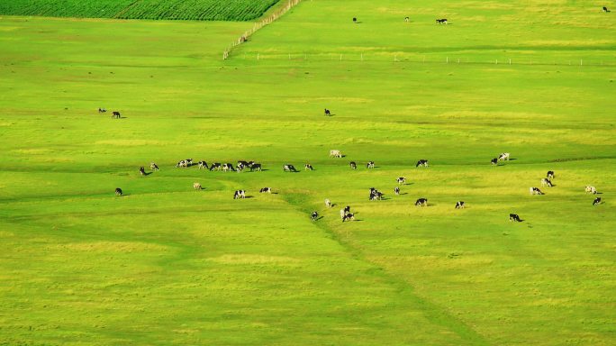 直升机航拍内蒙古乌兰察布草原奶牛群4