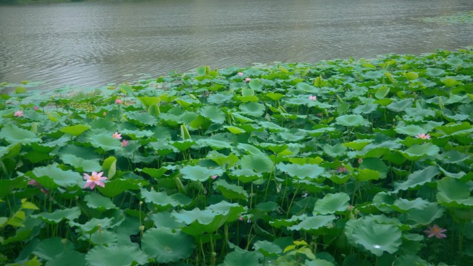 雨后荷花 枫叶 池塘各种唯美空镜头