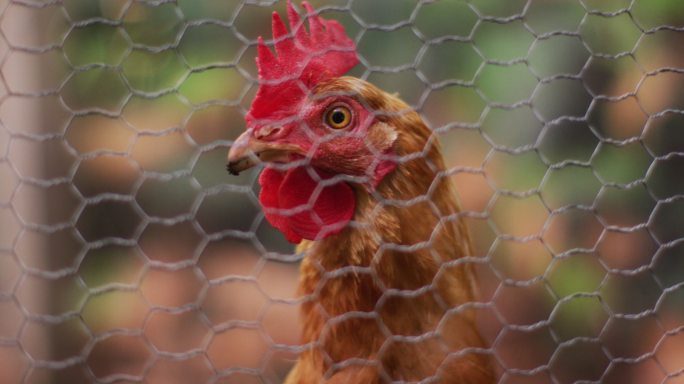 近距离的棕色母鸡通过在花园鸡笼的铁丝网