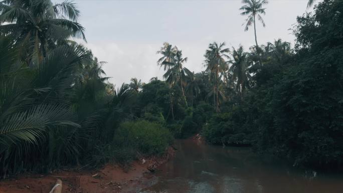 缅甸:航拍:丛林:河流:热带:鸟