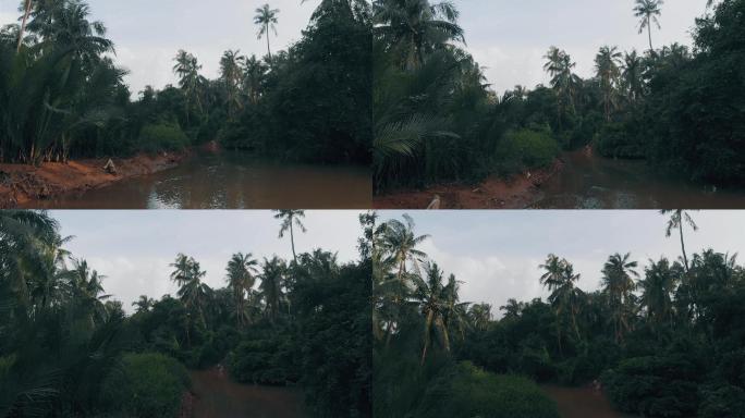 缅甸:航拍:丛林:河流:热带:鸟
